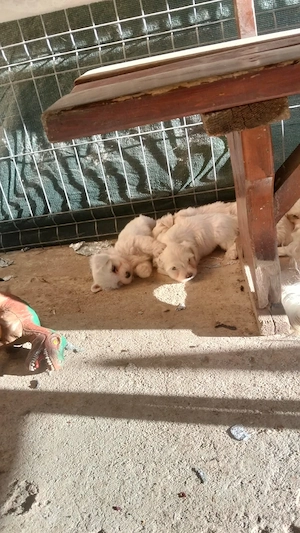 Bichon maltez adorabilii  - imagine 3