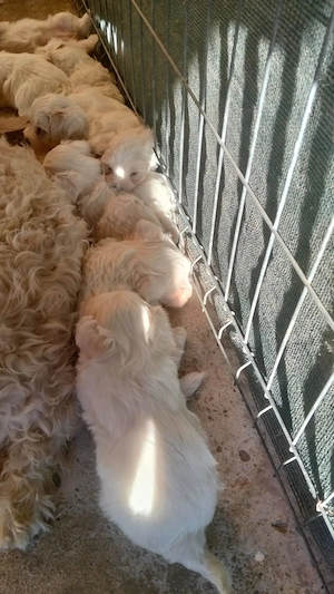 Bichon maltez adorabilii  - imagine 4