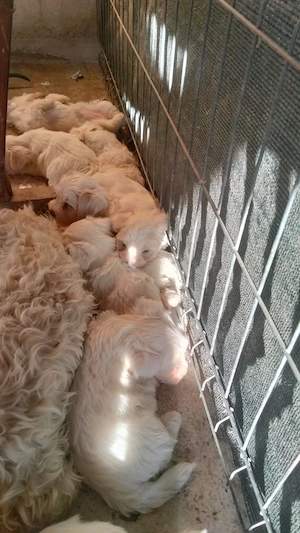 Bichon maltez adorabilii 