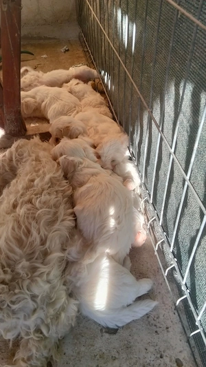 Bichon maltez adorabilii  - imagine 2