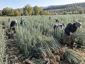 Puieți cătină Andros   soi polenizator, producător, deținător soi, Orbeni