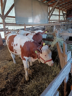 vând doua vițele.