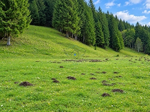 1100mp cu vedere spre Piatra Craiului, Plaiul Foii, Zarnesti - imagine 3