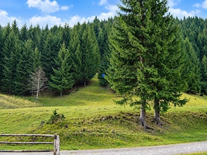 1100mp cu vedere spre Piatra Craiului, Plaiul Foii, Zarnesti - imagine 2