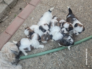 shih tzu foarte frumosi caua casa noua