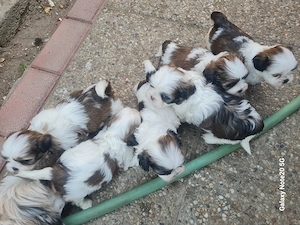 shih tzu foarte frumosi caua casa noua - imagine 4