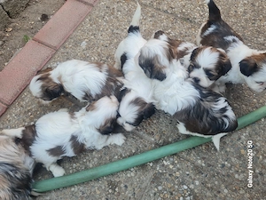 shih tzu foarte frumosi caua casa noua