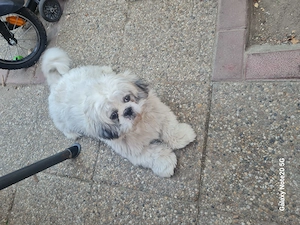 shih tzu foarte frumosi caua casa noua - imagine 5