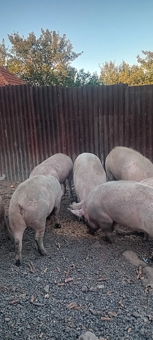 vand porci    - imagine 5