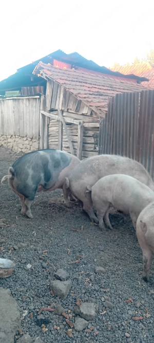 vand porci    - imagine 2