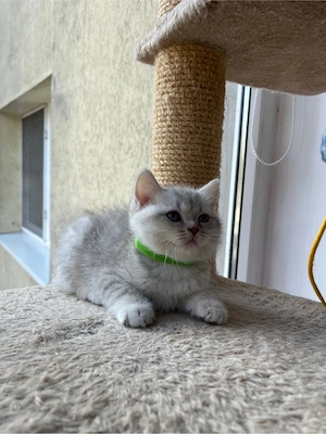 british shorthair white tabby - imagine 3