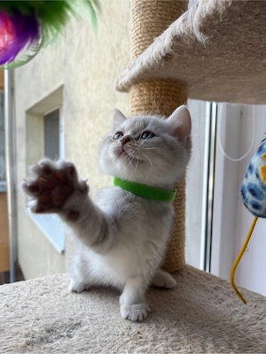 british shorthair white tabby - imagine 2