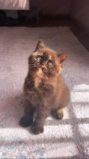 Pui british shorthair chocolate tortie PEDIGREE WCF