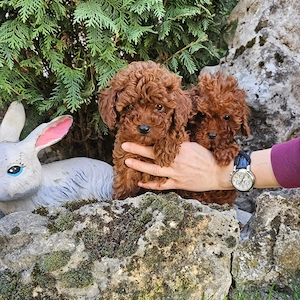 Caniche Poodle Red Autentic din părinți Expo! Canisa