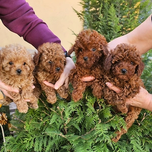 Caniche Poodle Red Autentic din părinți Expo! Canisa - imagine 2