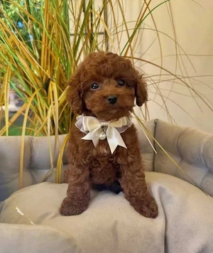 Poodle Toy Red, 2 luni