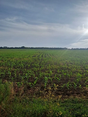 casă cu 5 camere si teren in suprafață totală de 31400 mp Miheșu de Câmpie-sat Răzoare - imagine 6