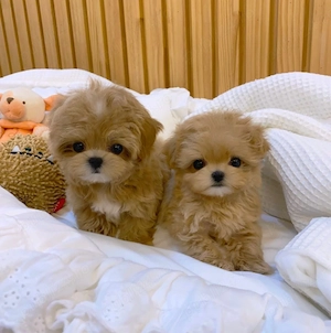  MALTIPOO   Pui disponibili din CANISĂ Proprie  - imagine 3