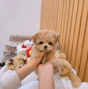  MALTIPOO   Pui disponibili din CANISĂ Proprie 