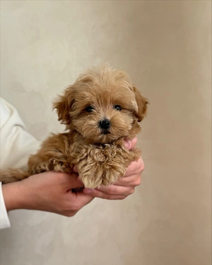  MALTIPOO   Pui disponibili din CANISĂ Proprie  - imagine 4