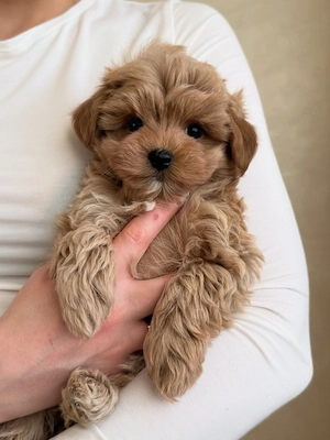  MALTIPOO   Pui disponibili din CANISĂ Proprie  - imagine 2
