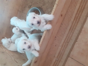 Cățeluși bichon maltez 