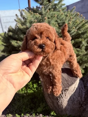 Poodle Toy Red absolut superbi, genetică deosebită  - imagine 2
