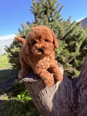 Poodle Toy Red absolut superbi, genetică deosebită  - imagine 3