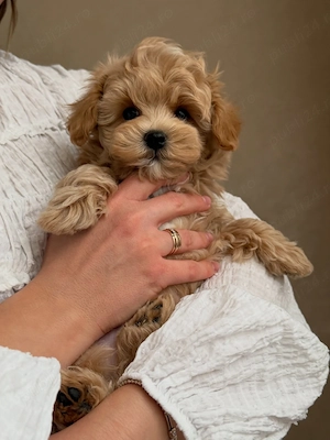  MALTIPOO   Pui disponibili din CANISĂ Proprie!! - imagine 3
