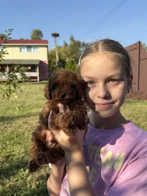 Poodle Toy Red Autentic - Cadoul ideal pentru copilul tău 
