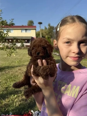 Poodle Toy Red Autentic - Cadoul ideal pentru copilul tău  - imagine 2