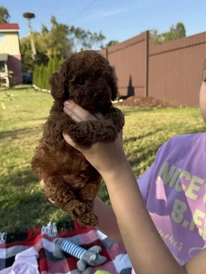 Poodle Toy Red Autentic - Cadoul ideal pentru copilul tău  - imagine 3