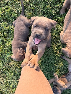Pui Cane Corso - imagine 4