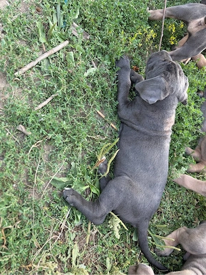 Pui Cane Corso - imagine 5