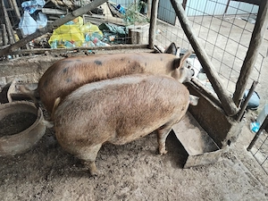 Vand porc la alegere de  200 de kg pret este 31 de milione ușor negociabil - imagine 2