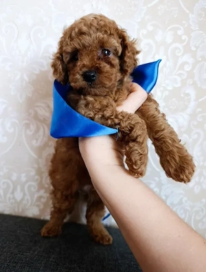 Poodle Red TOY - Canisă proprie, părinți cu pedigree