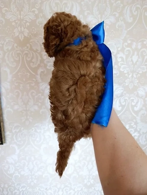 Poodle Red TOY - Canisă proprie, părinți cu pedigree - imagine 3