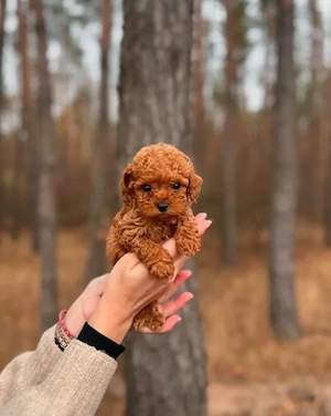 Poodle Toy Autentic, Canisă proprie, producător direct