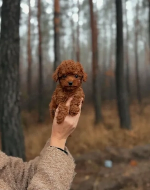 Poodle Toy Autentic, Canisă proprie, producător direct - imagine 2