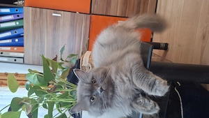 Vand pisici british shorthair - imagine 5