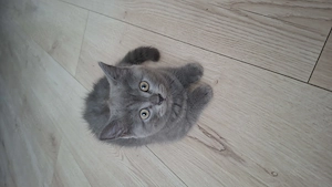 Vand pisici british shorthair - imagine 4