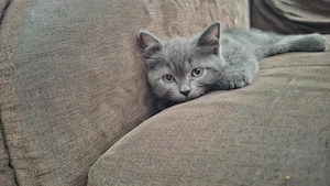 Vand pisici british shorthair