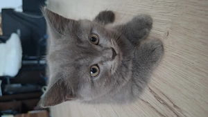 Vand pisici british shorthair - imagine 3