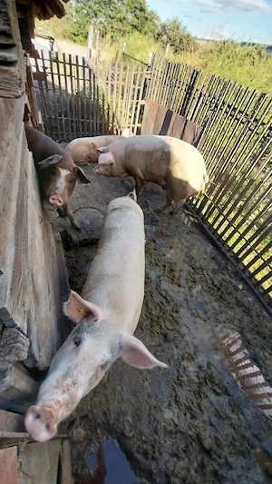 Vând trei porci între 160-200 kg