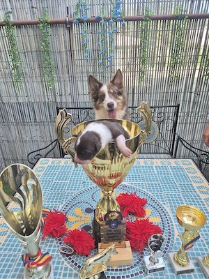 Border Collie Pedigree Excelent  - imagine 4