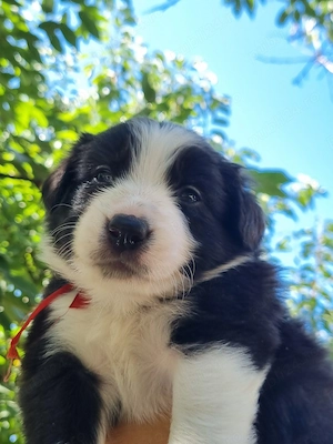 Pui Border Collie cauta stapan - Berceni, Ilfov - imagine 4