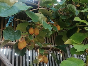 Kiwi Jenny autofertili