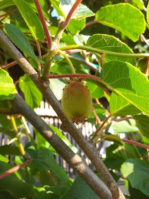 Kiwi Jenny autofertili