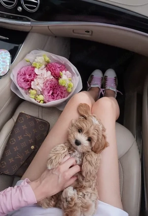 Maltipoo Toy, nu lasă păr, hipoalergenic - imagine 3