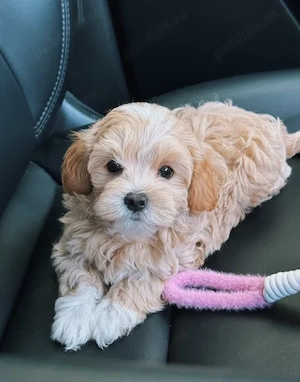 Maltipoo Toy, nu lasă păr, hipoalergenic - imagine 2